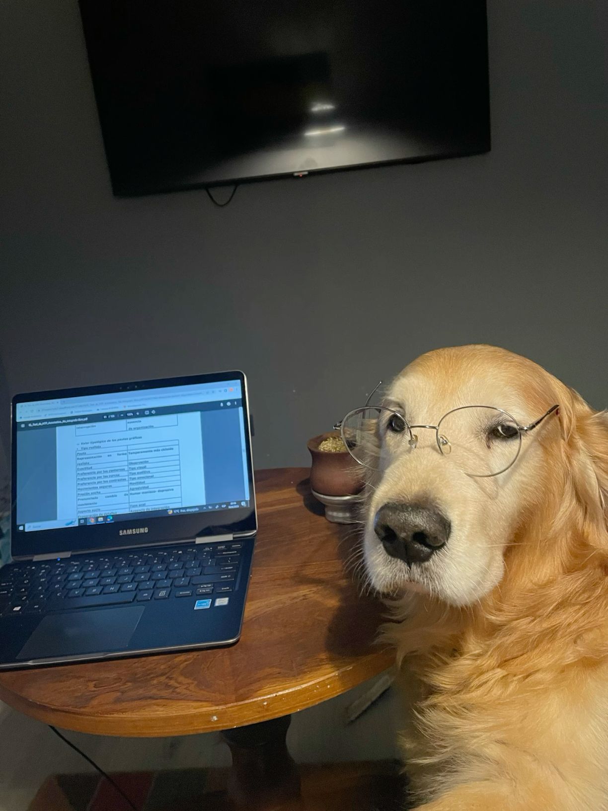Perrito estudioso 🤓