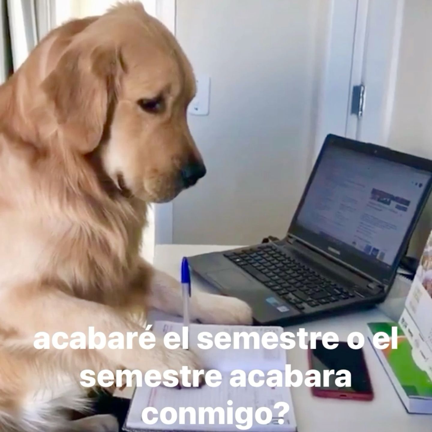 Perrito estudioso