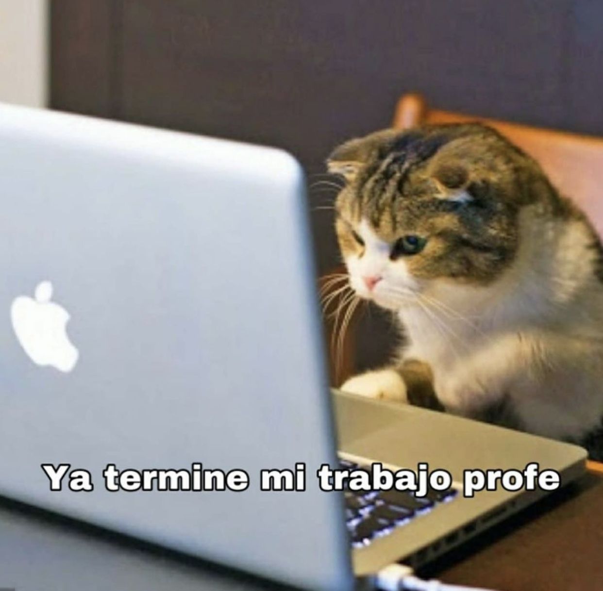 Michi estudioso