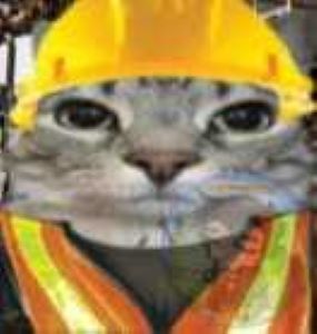 Silly working cat