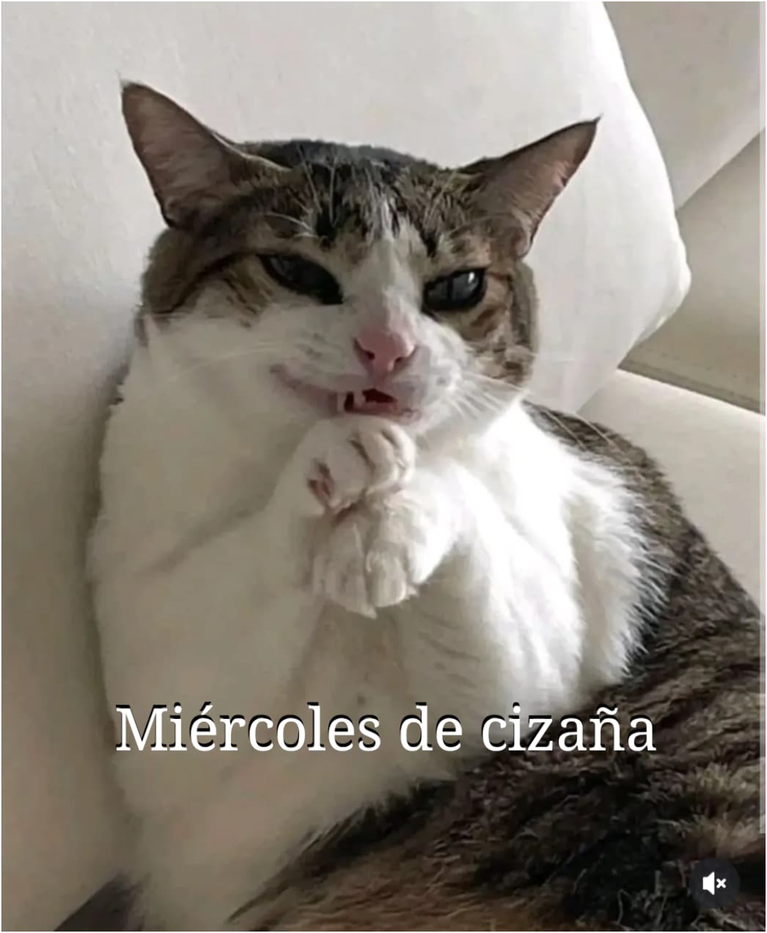 Miércoles de cizaña