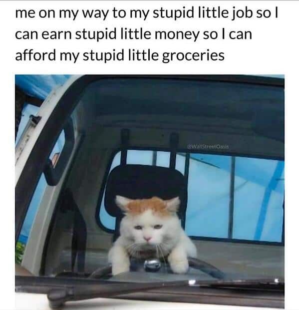 35 Wholesome Animal Memes That Gave Us Life This Week (August 7, 2025)