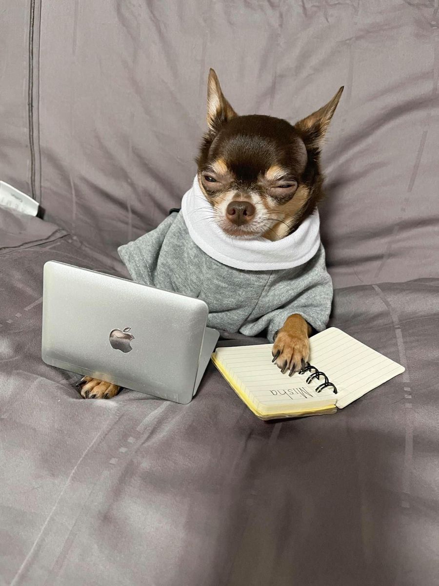 misha chihuahua online class meme