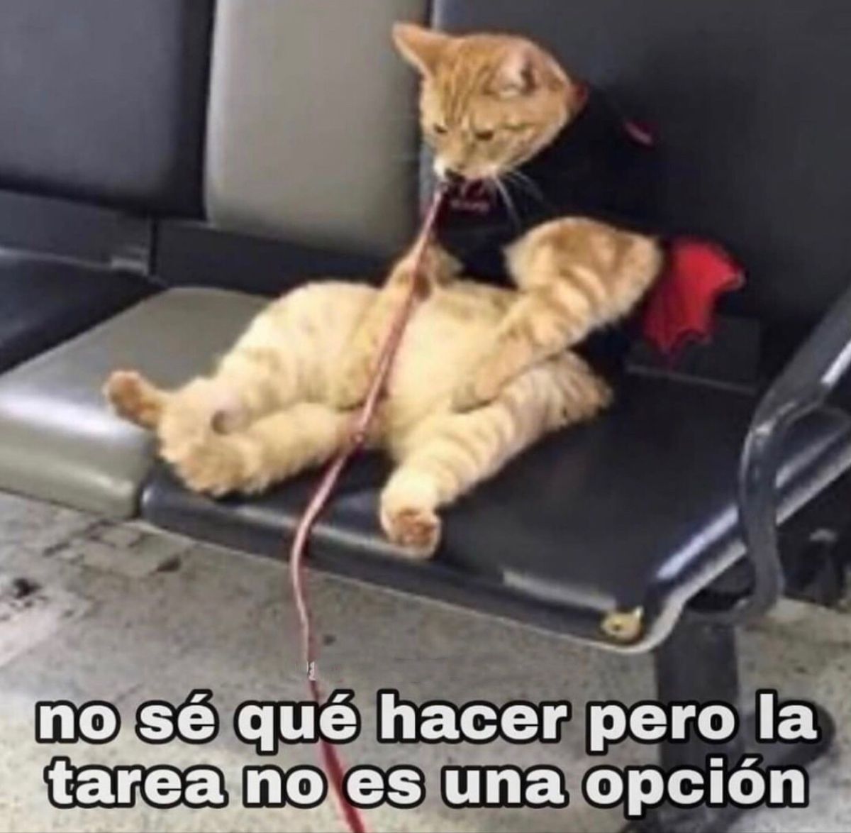 Gatito