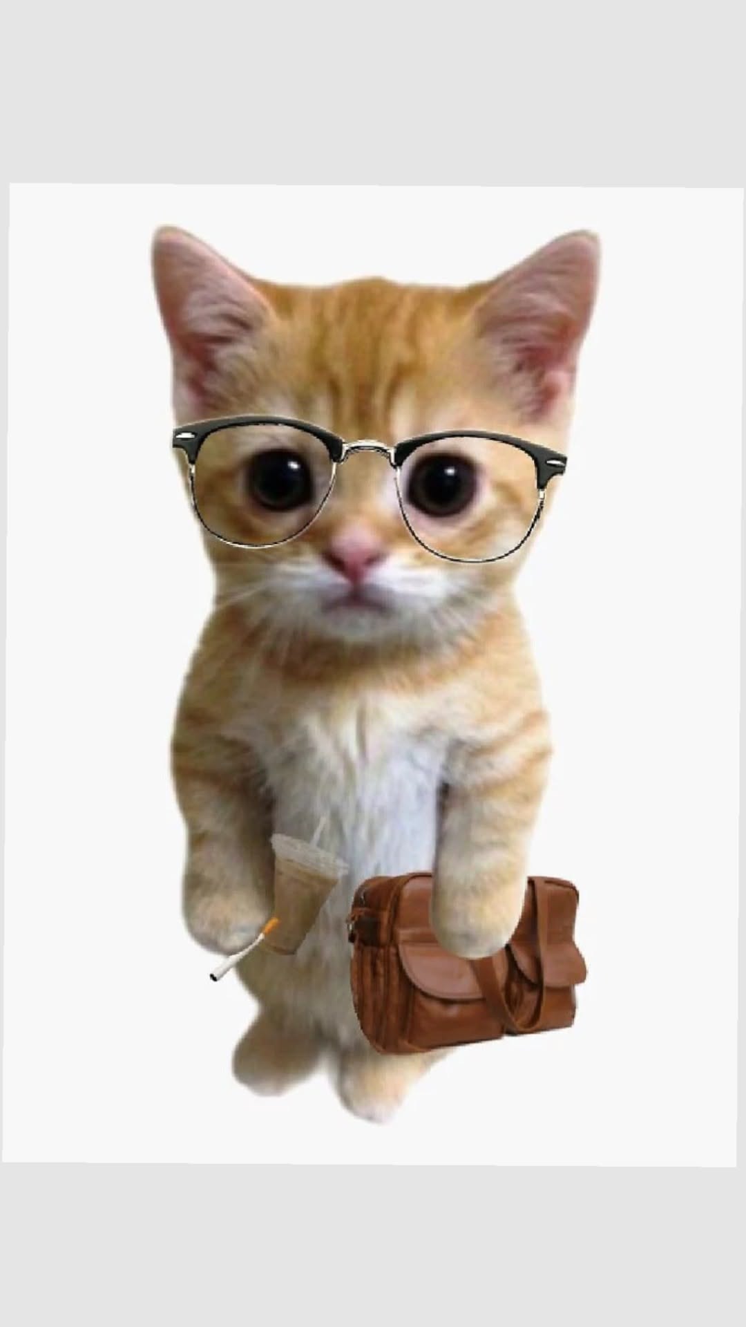 El gato