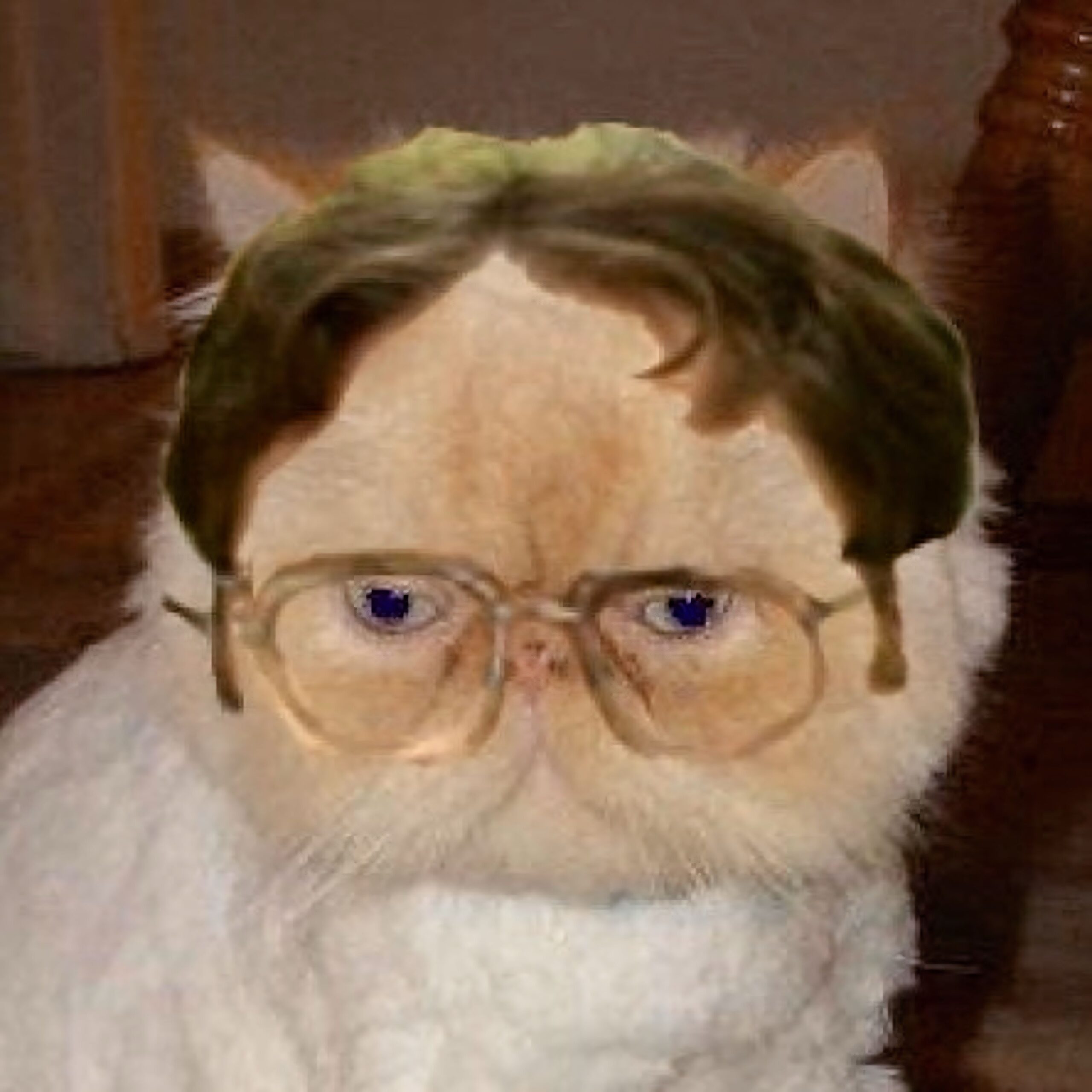 dwight = cat