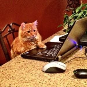 here are animals taking over home offices