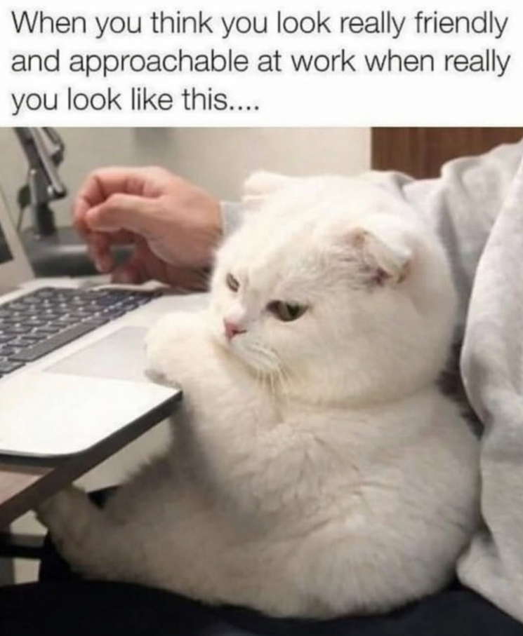 29 Comforting Cat Memes For Pre-work Scrolls Calming Your Morning Commute