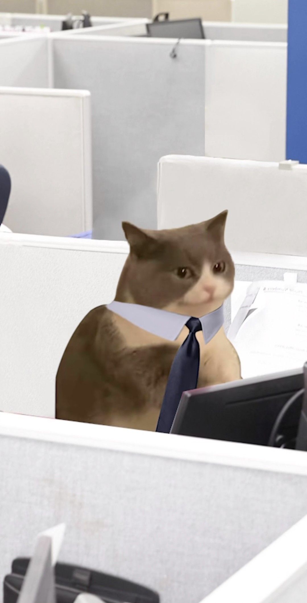 9-5 Cat
